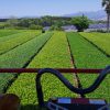 乗用摘採機で新茶の刈り取り -2021年-