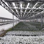 静岡県で雪、営農型太陽光は積雪を抑える